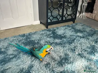 Macaws birds Blue & gold female macaw - Advert 7