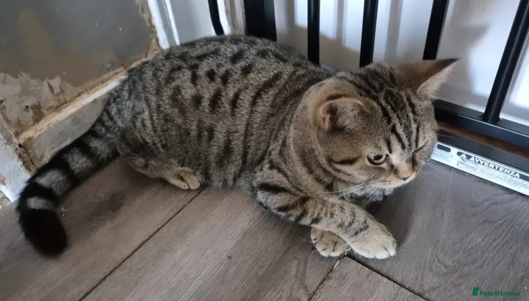 British Shorthair cats for sale: Stunning stripy British shorthair in Eastbourne - Image 10