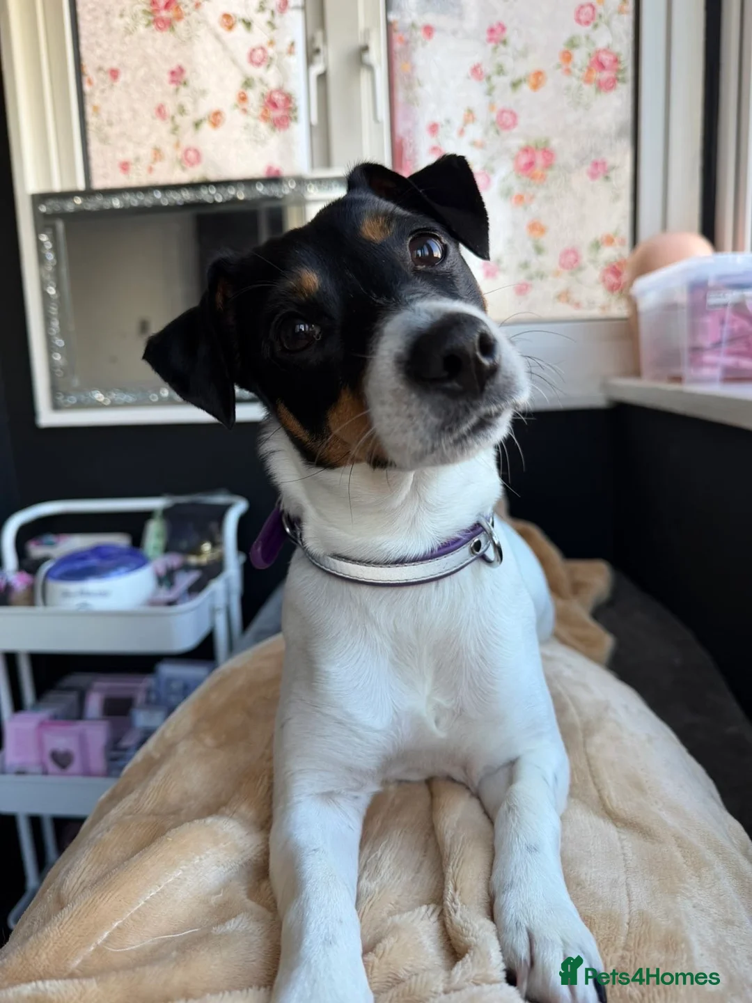 Jack Russell dogs for sale: Jack Russel called Roxy  - Advert 2