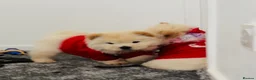 Chow Chow dogs for sale: Chow chow puppies  - Advert 1
