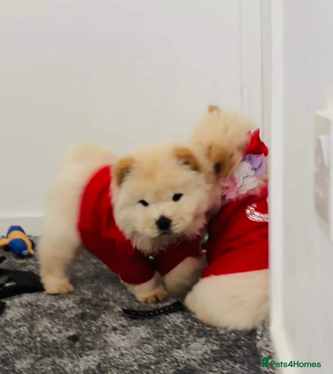 Chow Chow dogs for sale: Chow chow puppies  - Advert 1