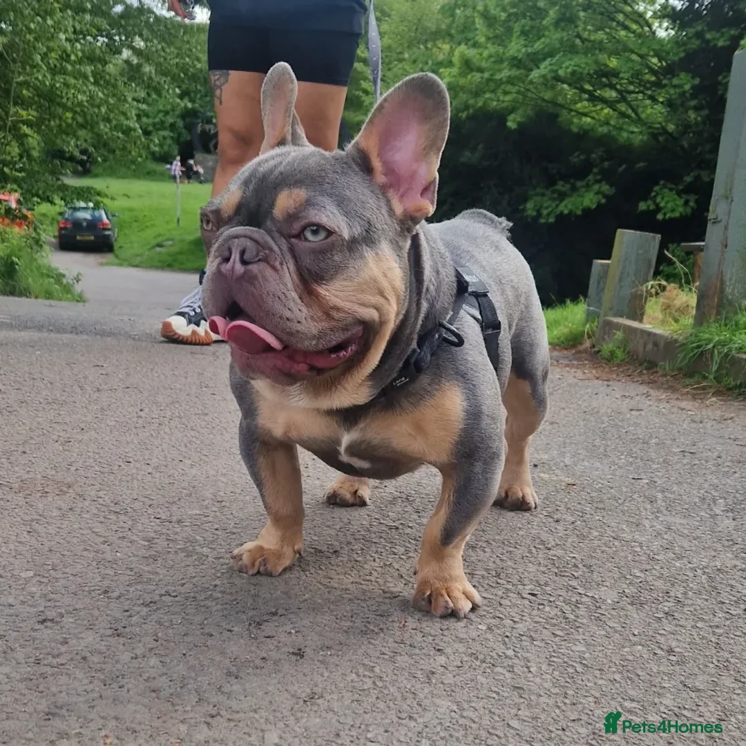 French Bulldog dogs for stud: ** ROGUEROYALES STUD ZIGGY ** in Wolverhampton - Advert 3