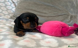 Dachshund dogs for sale: Standard smooth dachshunds from champion parents - Image 8