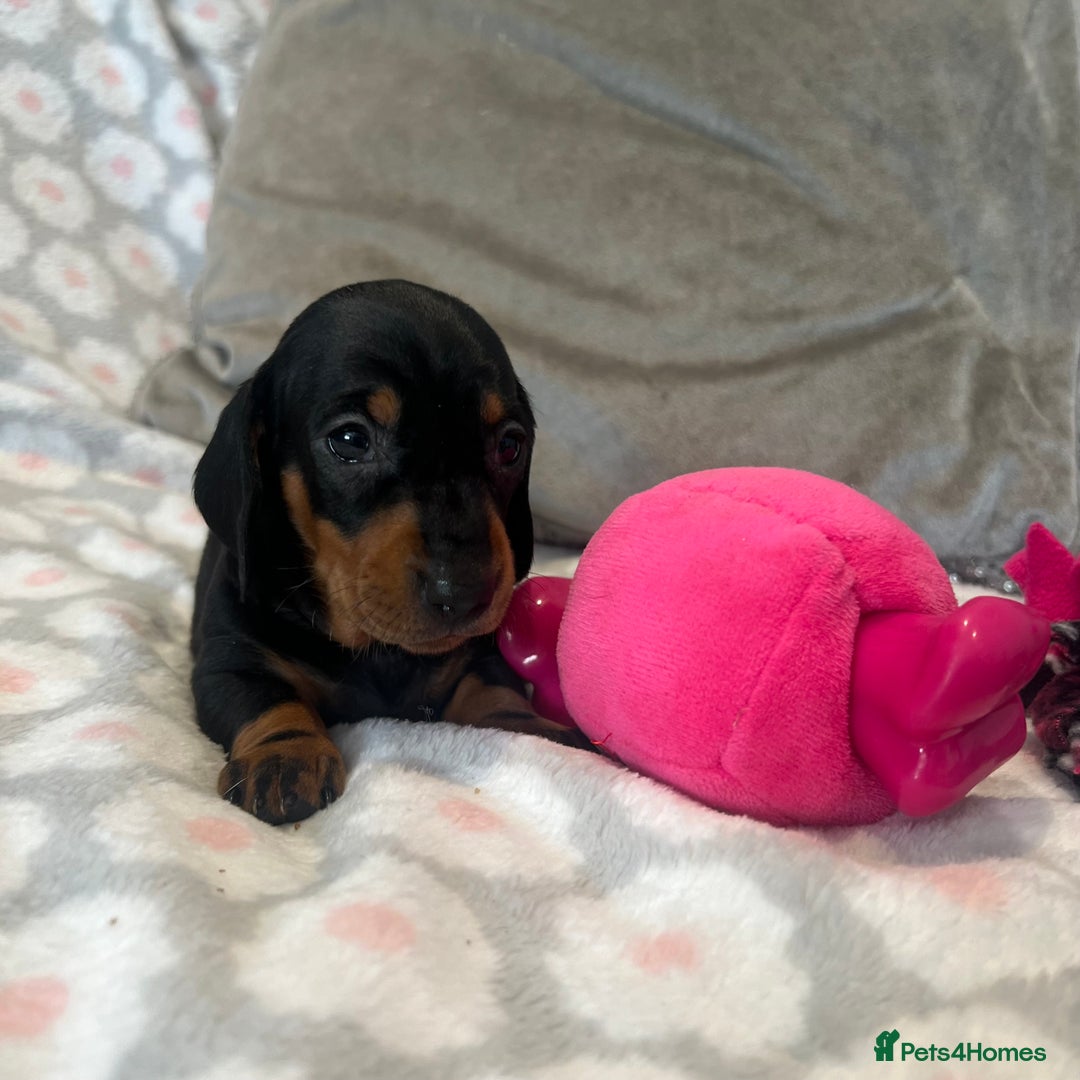 Dachshund dogs for sale: Standard smooth dachshunds from champion parents - Image 8
