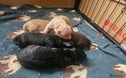 Cockapoo dogs for sale: F2 Cockapoo Puppies  - Image 7