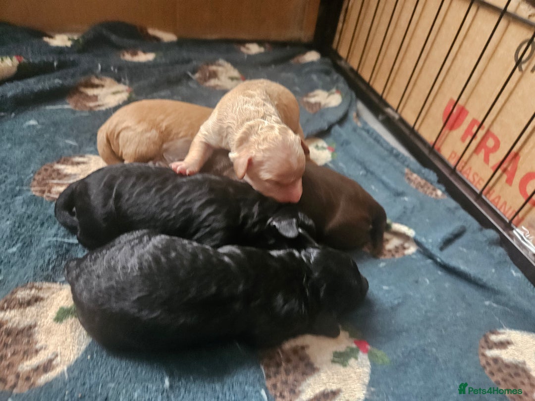Cockapoo dogs for sale: F2 Cockapoo Puppies  - Image 7