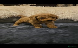 Maltipoo dogs for sale: F1b maltipoo puppies - Image 16