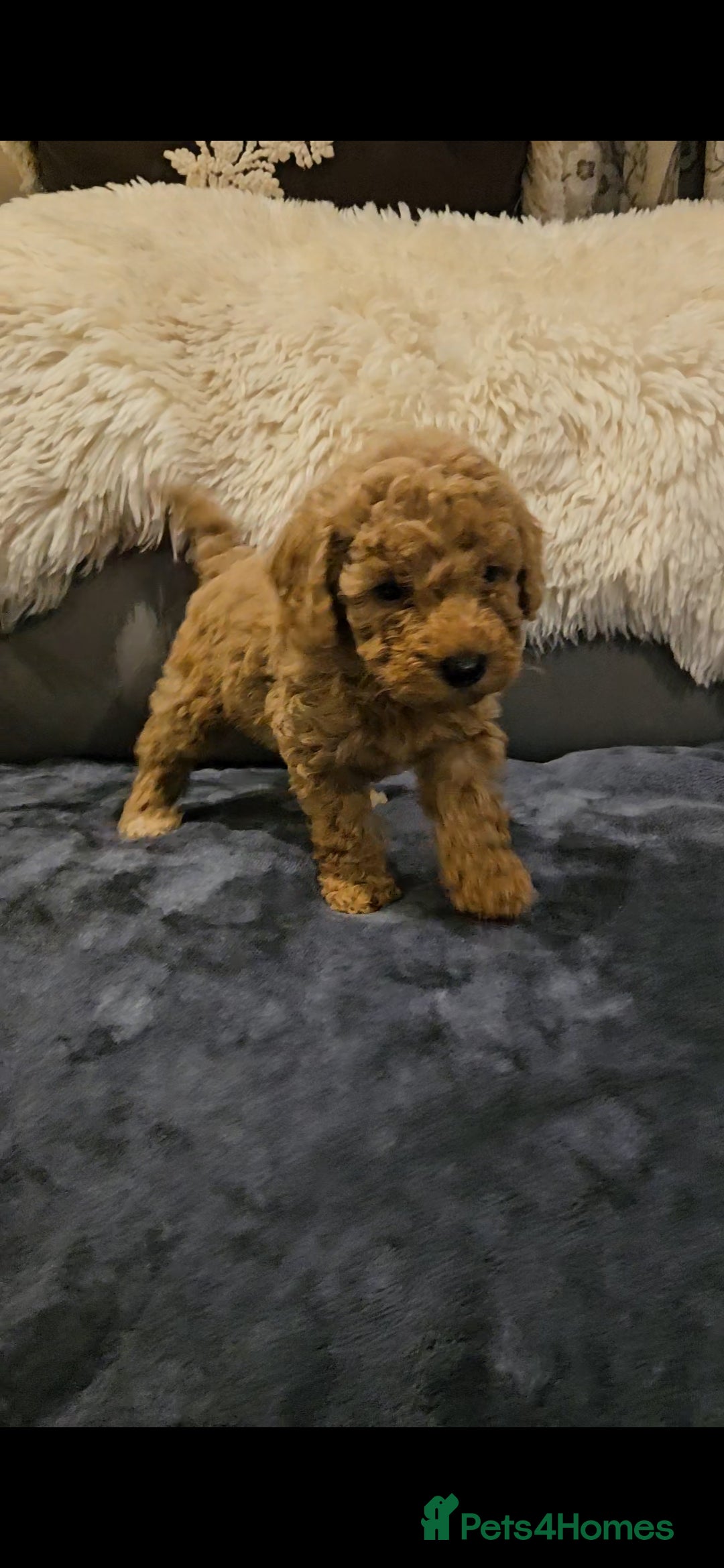Maltipoo dogs for sale: F1b maltipoo puppies - Image 16