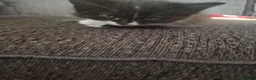 Mixed Breed cats for sale: 2 girls ready to go  - Advert 6