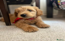 Mini Goldendoodle dogs for sale: GoldenDoodles Date of birth 01.05.2025 - Image 4