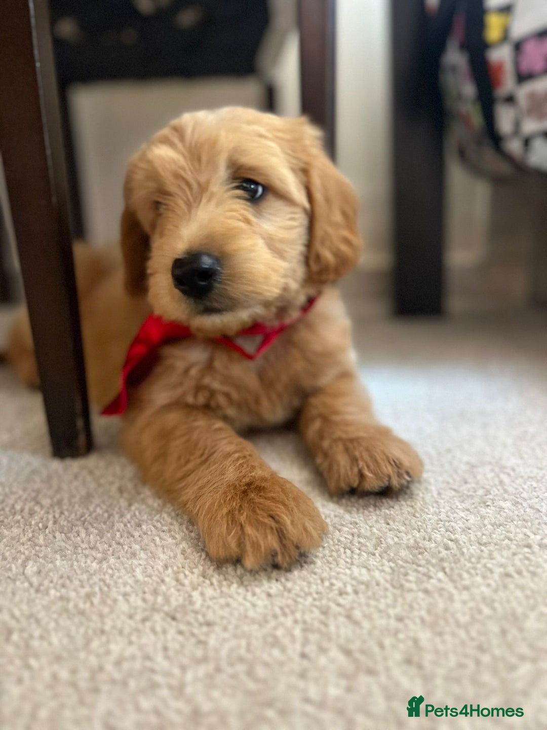 Mini Goldendoodle dogs for sale: GoldenDoodles Date of birth 01.05.2025 - Image 4
