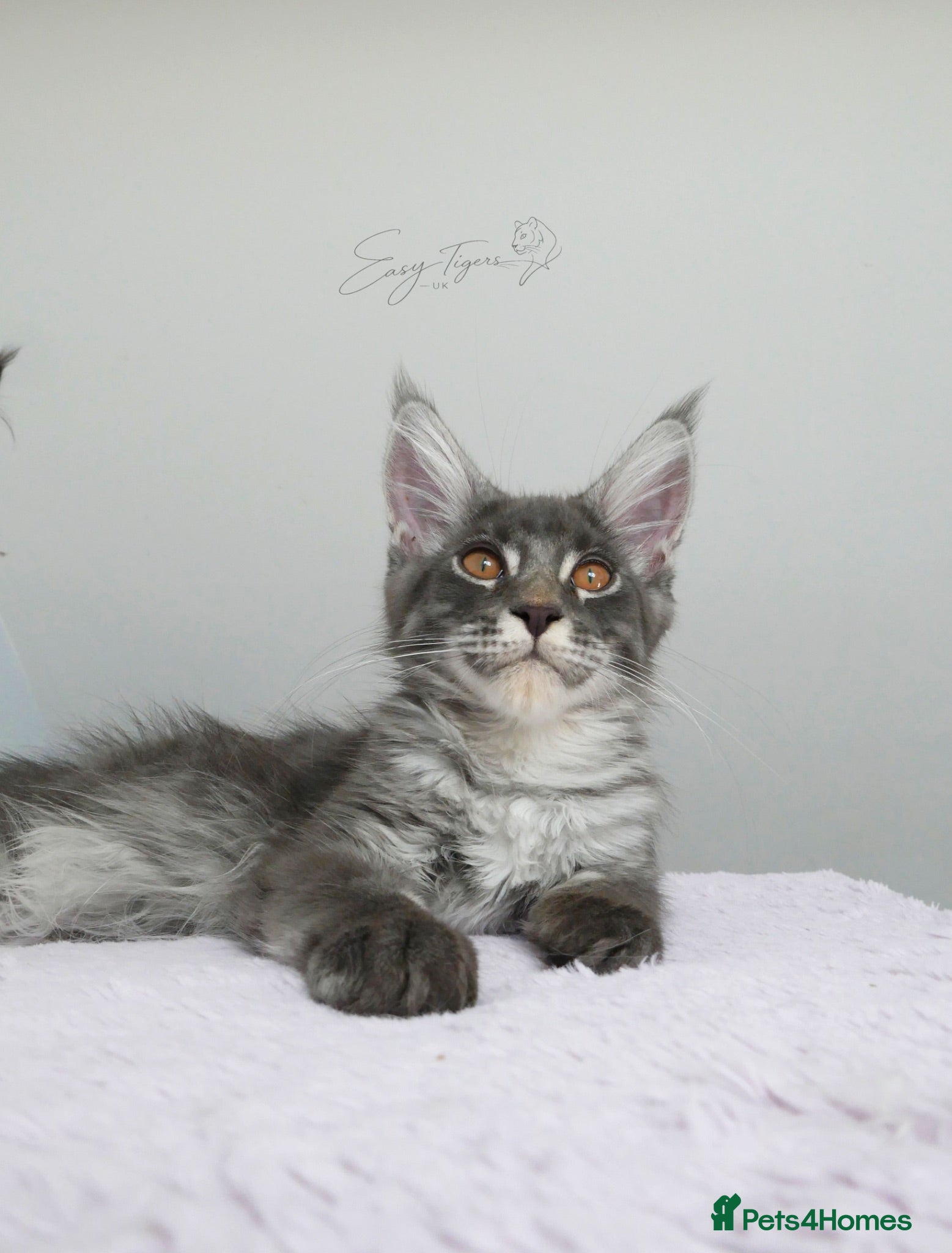 Maine Coon cats Only one stunning kitten left.  - Advert 3