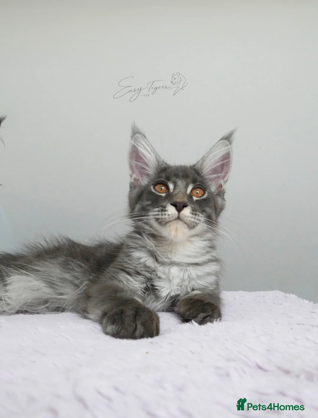 Maine Coon cats for sale:     Limited Summer Offer – Reduced Kitten Prices - Advert 1