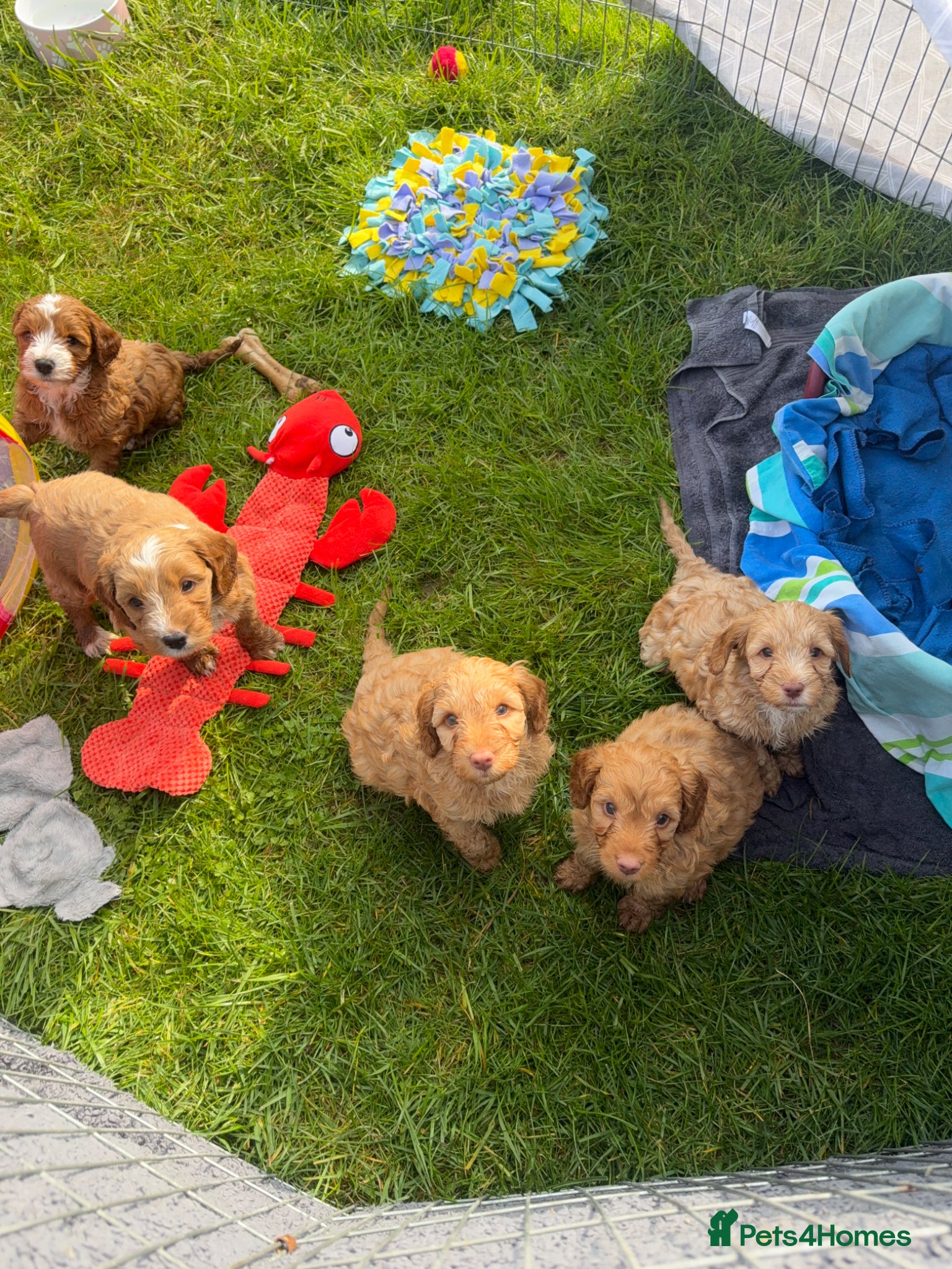 Cockapoo dogs Gorgeous red F1B cockapoo puppies - Advert 1