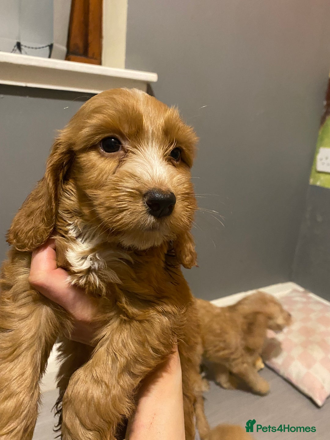 Labradoodle dogs for sale:  Australian Labradoodles Show Cocker Spaniel - Image 26