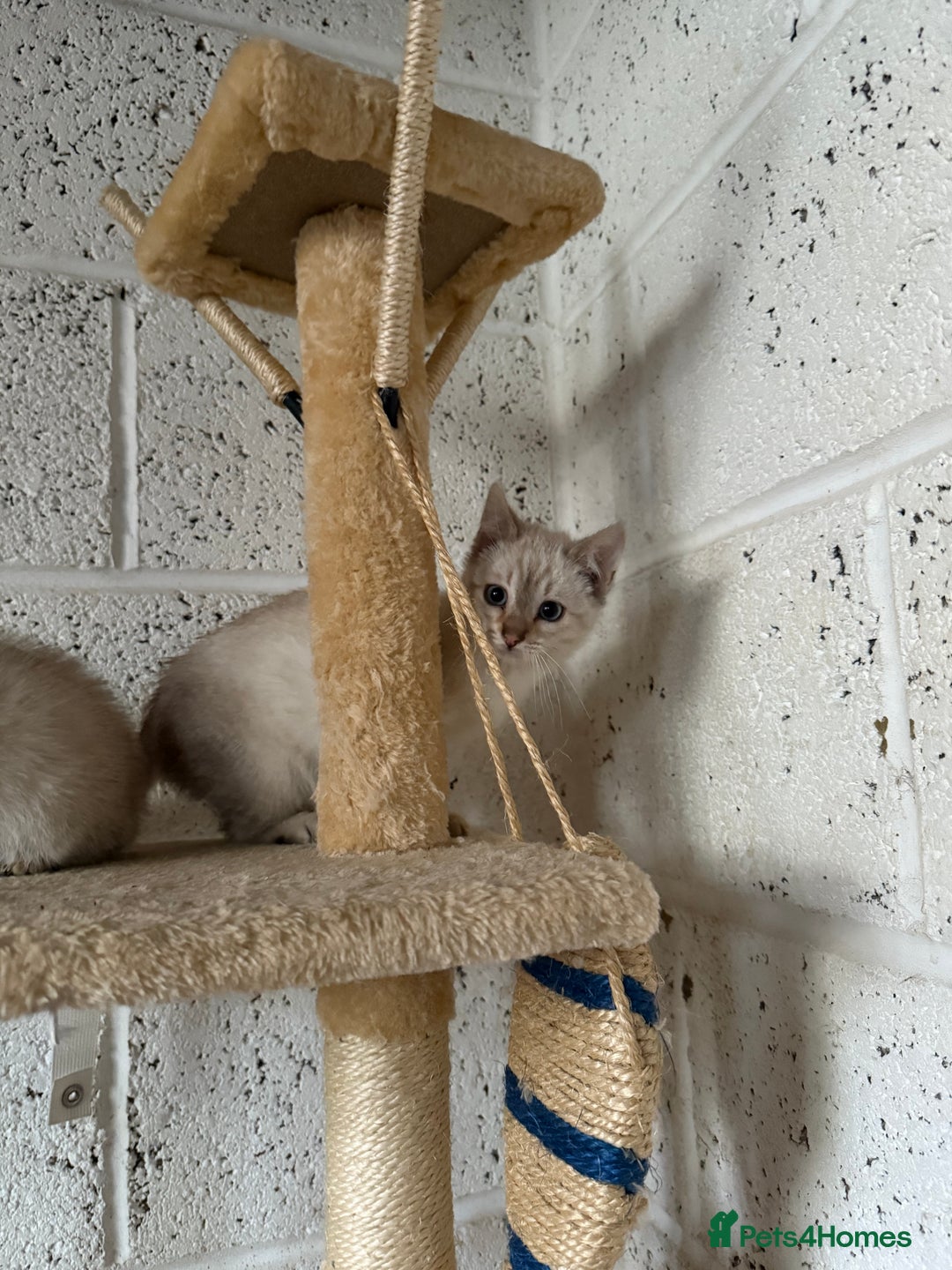 Bengal cats for sale: Snow Bengal lynx - Image 5