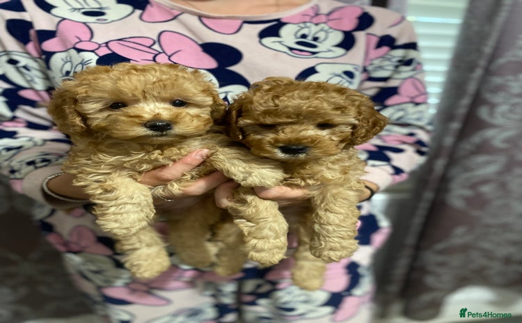 Toy Poodle dogs - Advert 2
