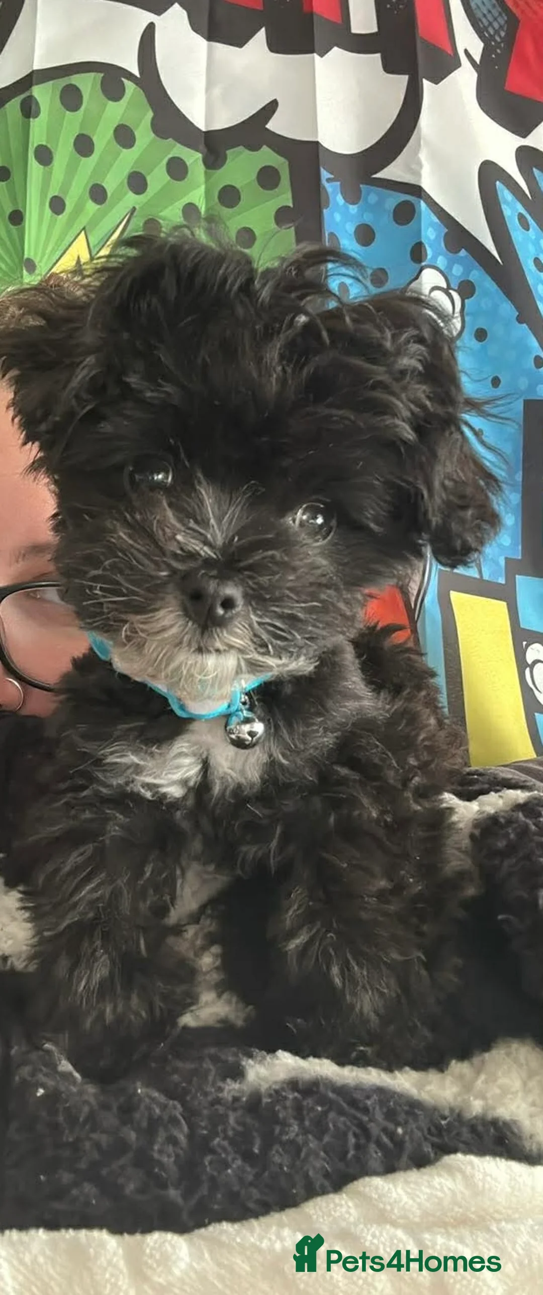 Maltipoo dogs for sale: F1 Toy Maltipoos - Advert 3