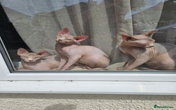 Sphynx cats for sale: 2 9 month old males  - Image 3