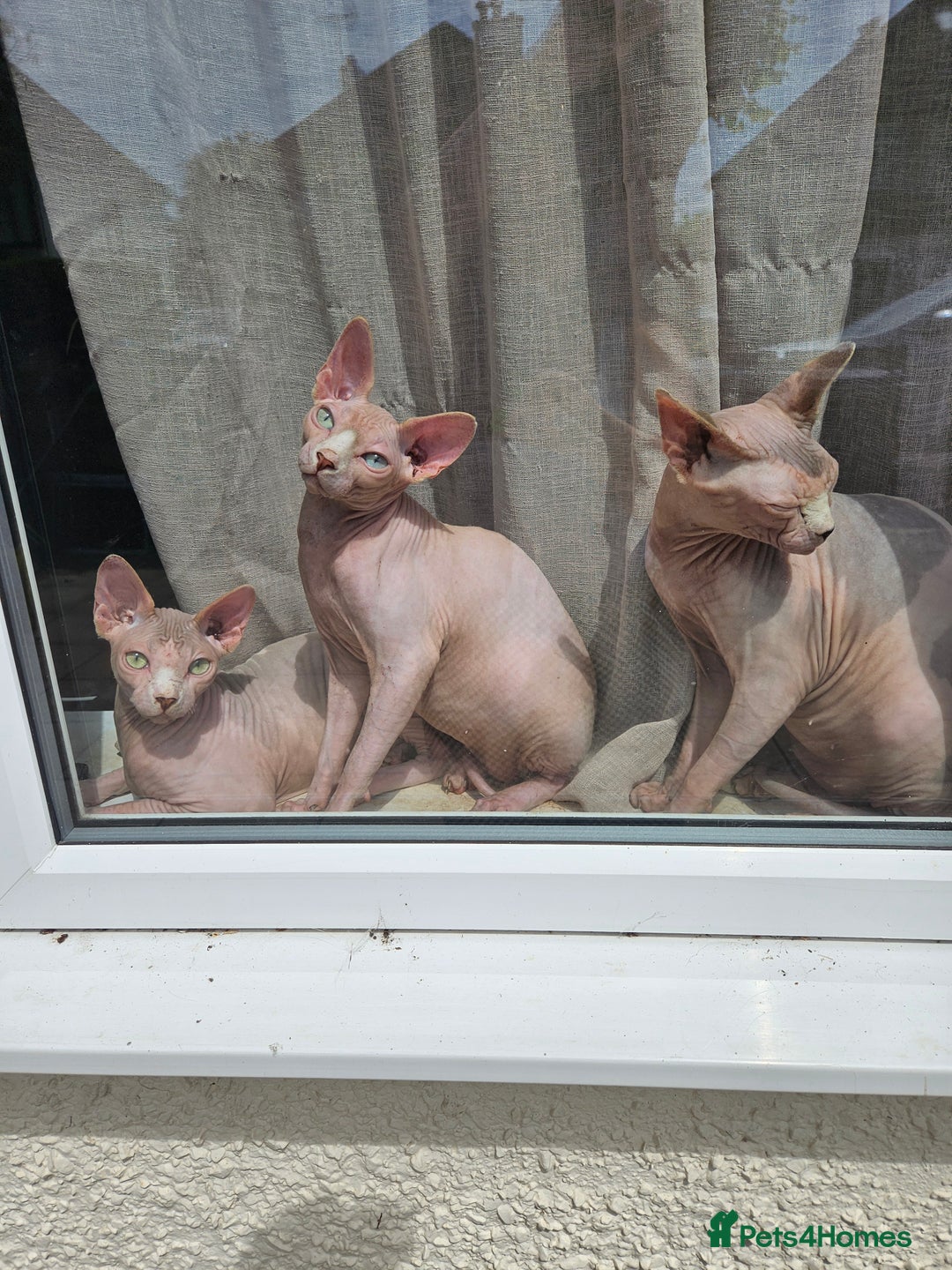 Sphynx cats for sale: 2 9 month old males  - Image 3
