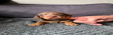 Dachshund Puppy 4
