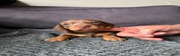 Dachshund dogs for sale: Miniature Dashund puppies - Advert 16