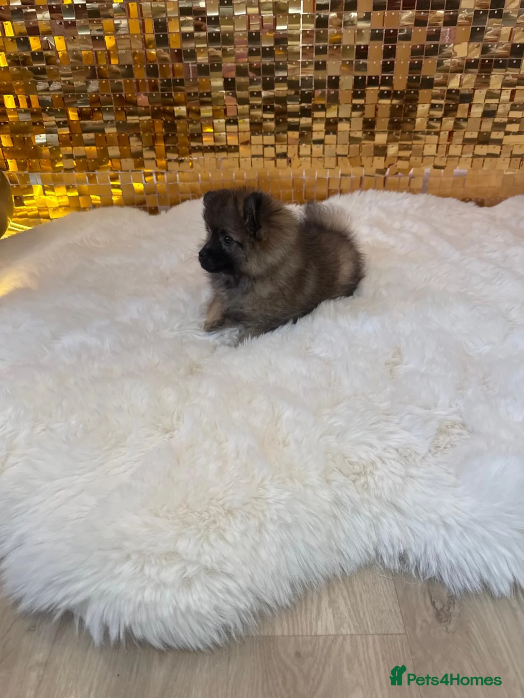 Pomeranian dogs for sale: Male pomeranian for sale  in London - Advert 2