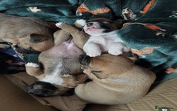 Jack Russell dogs for sale: Very smart Jack Russel puppies ♥️ - Image 6