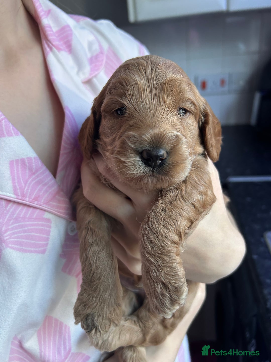 Cockapoo dogs for sale: Cockapoos x 5 2 girls 3 boys f1 - Image 20