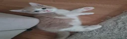 Mixed Breed cats for sale: 3 beautiful kittens - Advert 5