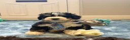 Bernedoodle dogs for sale: Bernedoodle pups - Advert 5
