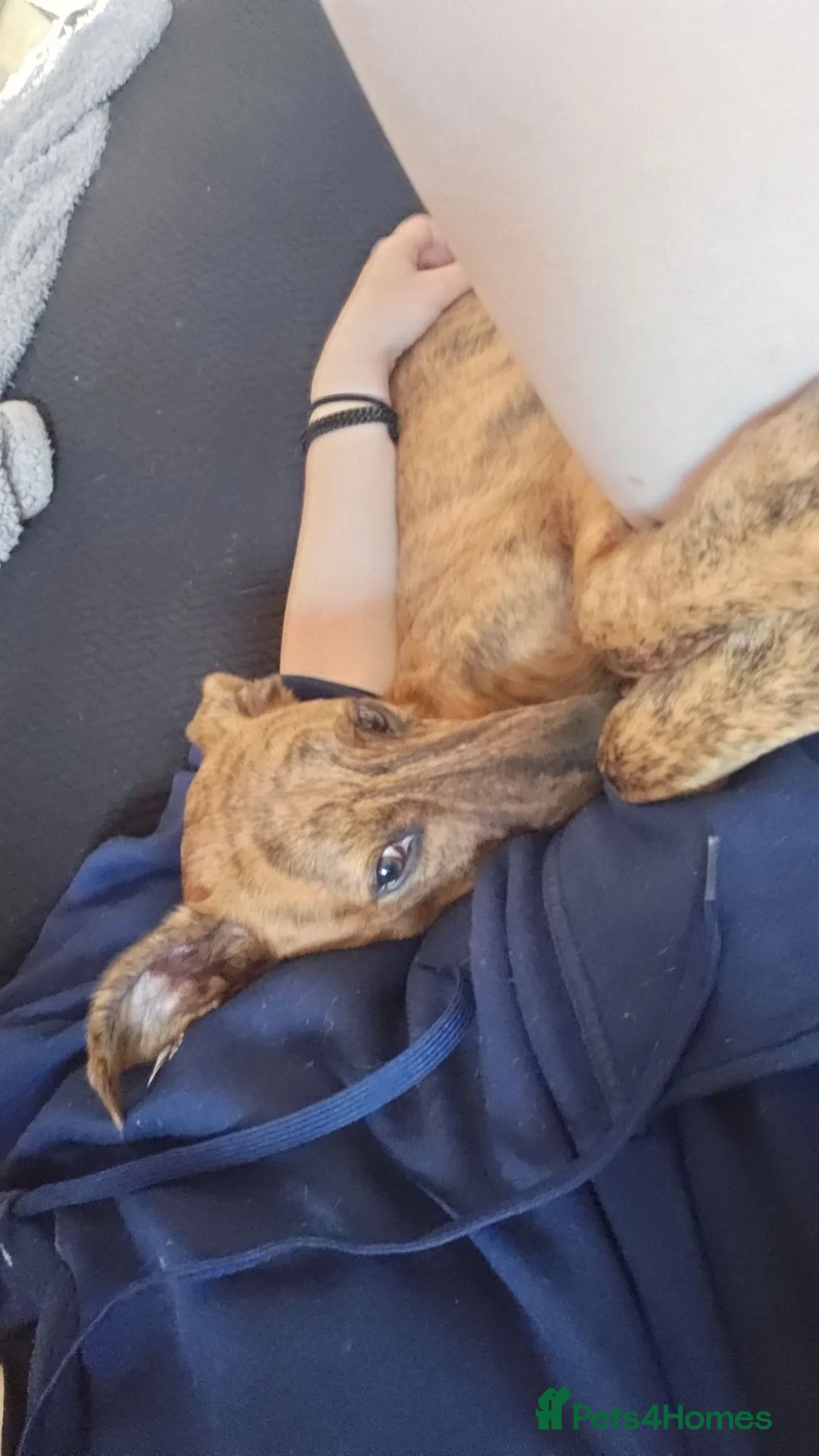 Mixed Breed dogs for sale: This is Rio - Advert 4