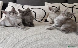 Maine Coon cats for sale: Beautiful GCCF Mainecoon kittens  - Image 1