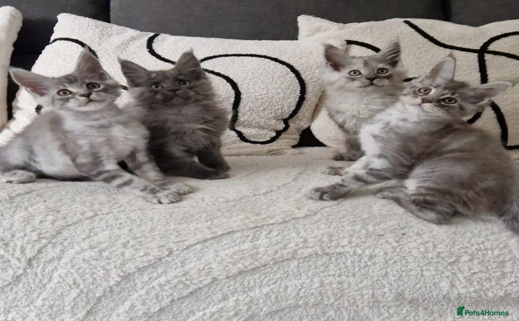 Maine Coon cats - Advert 9