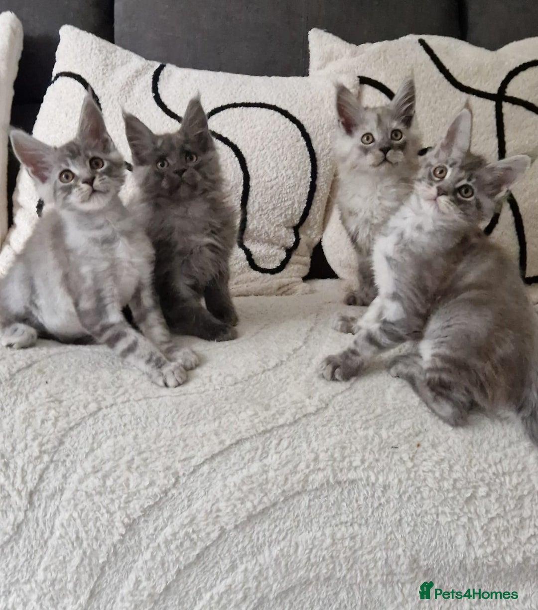 Maine Coon cats for sale: Beautiful GCCF Mainecoon kittens  - Image 1