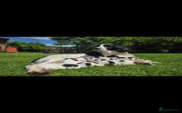 English Springer Spaniel dogs for sale: 2 male english springer pups - Image 1