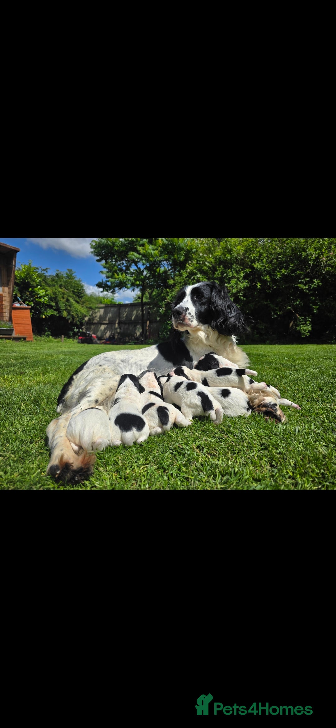 English Springer Spaniel dogs for sale: 2 male english springer pups - Image 1