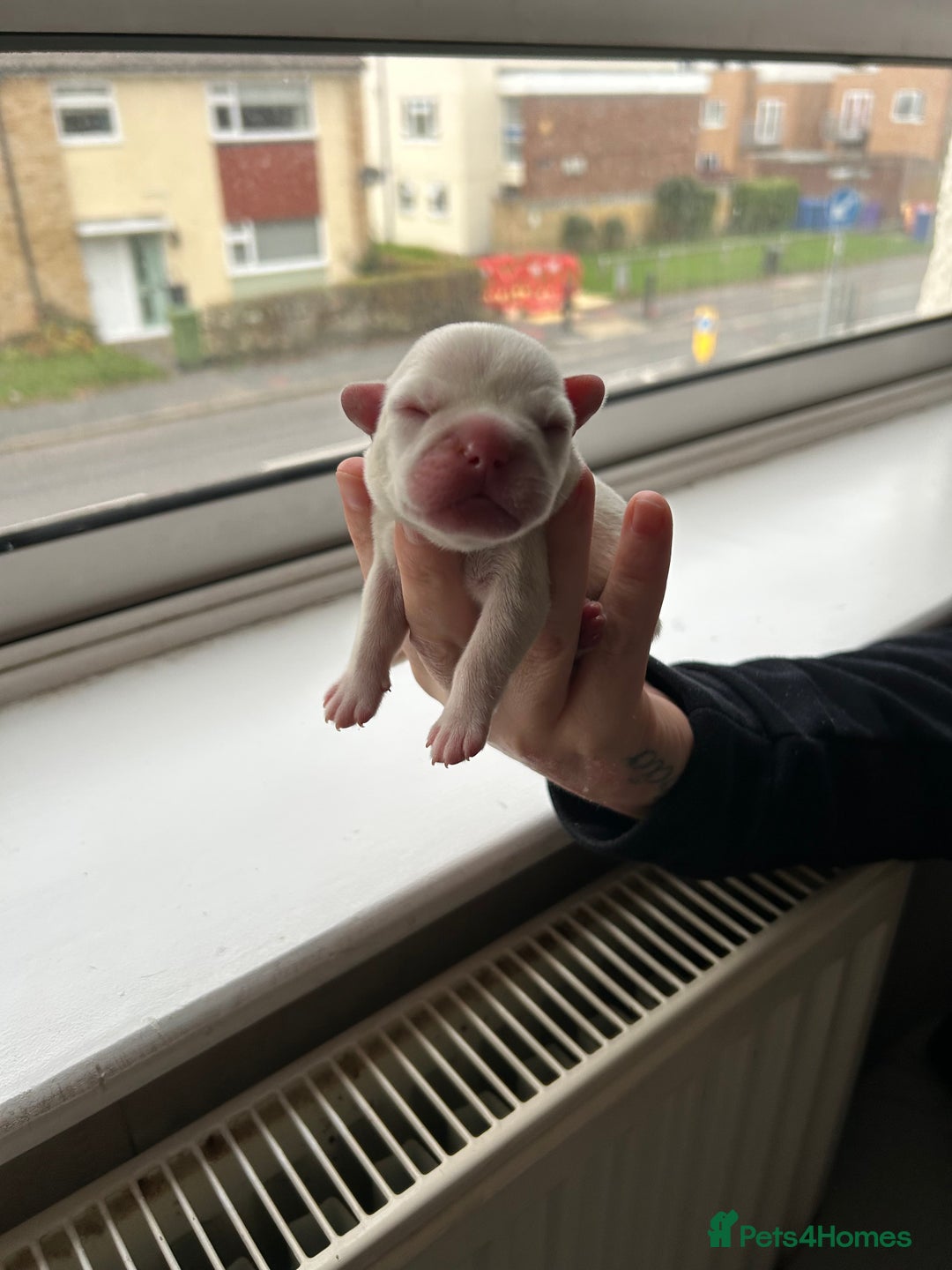 French Bulldog dogs for sale: FRENCH BULLDOG PUPPIES FOR SALE STUNNING COLOURS - Image 3