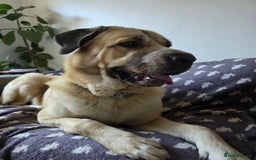 Mixed Breed dogs for sale: Gentle giant, only 5 stars home - Image 2