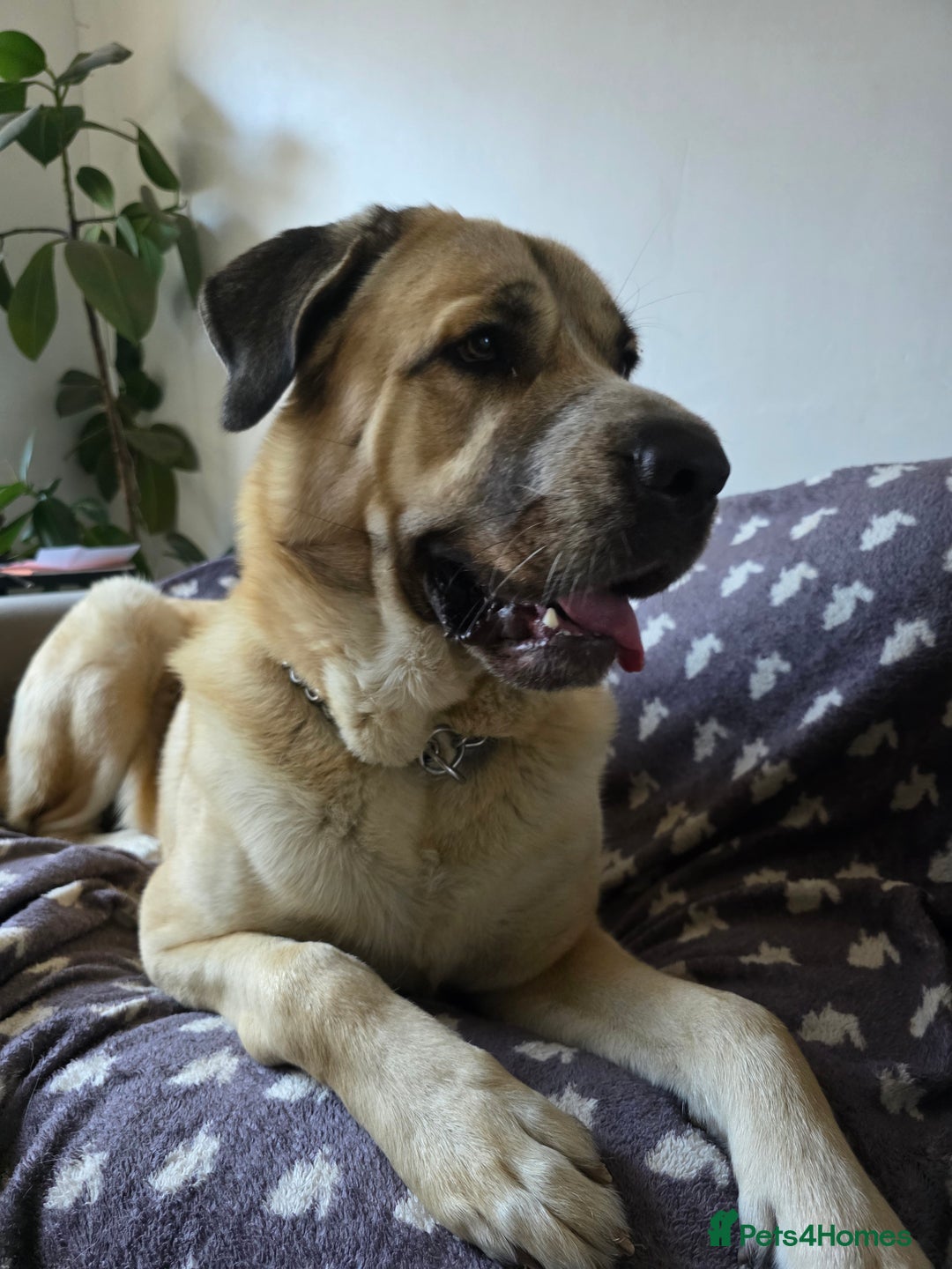 Mixed Breed dogs for sale: Gentle giant, only 5 stars home - Image 2