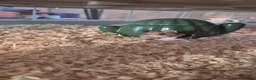 Hamster rodents for sale: Syrian Hamsters - Advert 3