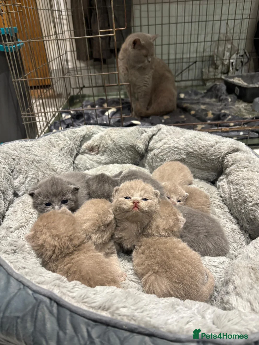 British Shorthair cats for sale: British shorthair kittens 🐈‍⬛  - Advert 5