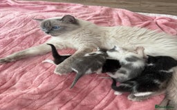 Ragdoll cats for sale: 2 Ragdoll mix kittens  - Image 1