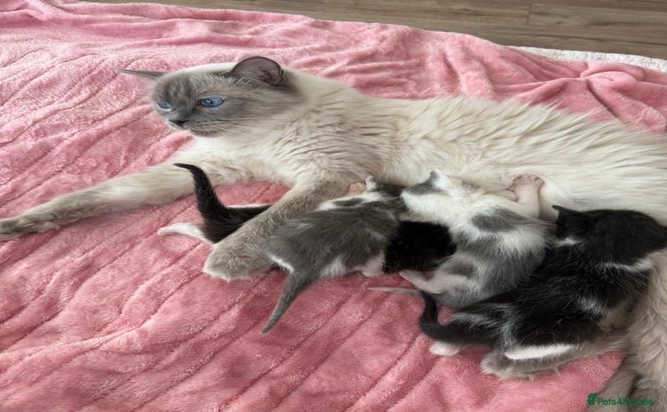 Ragdoll cats - Advert 12