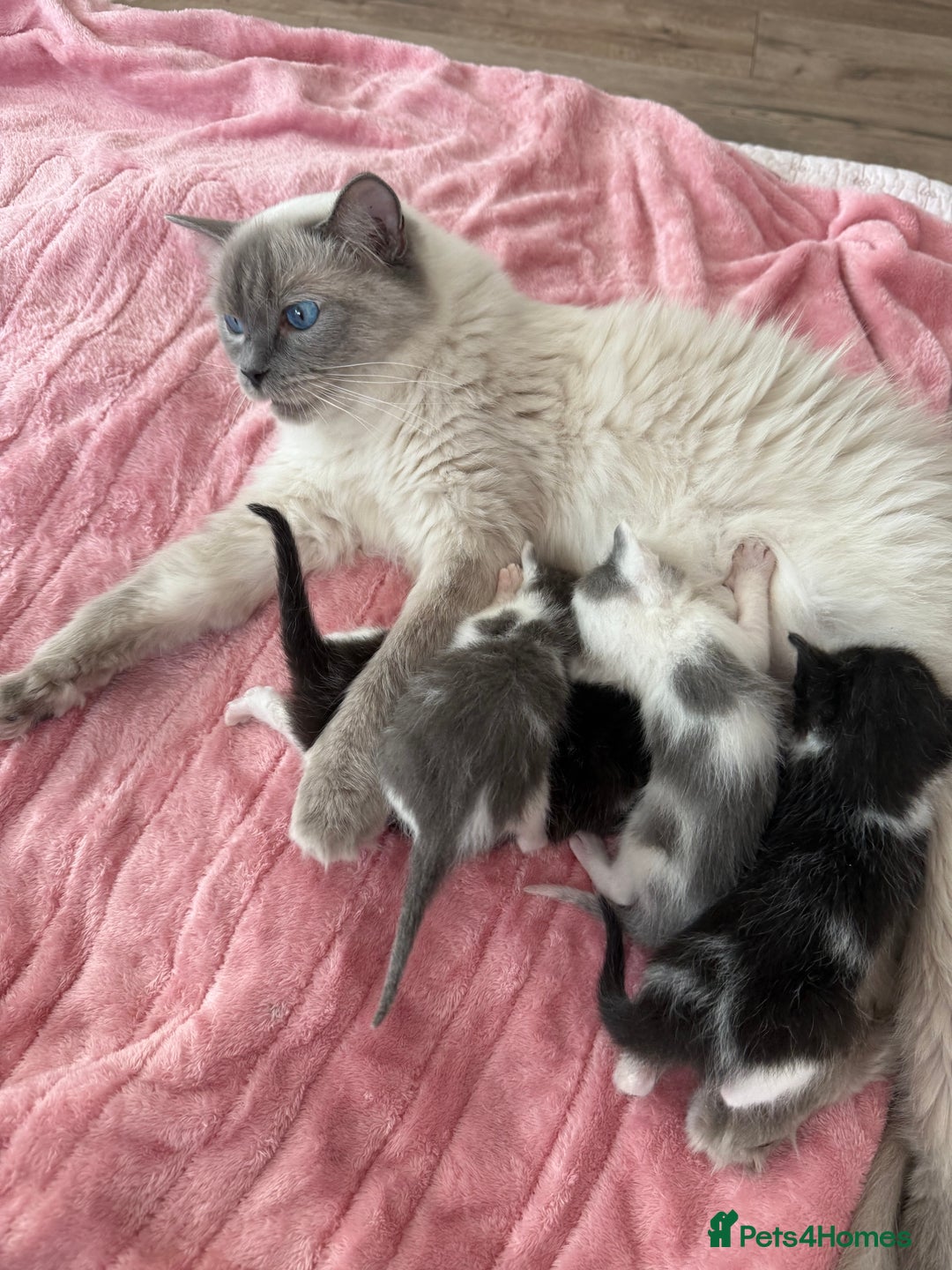 Ragdoll cats for sale: 2 Ragdoll mix kittens  - Image 1