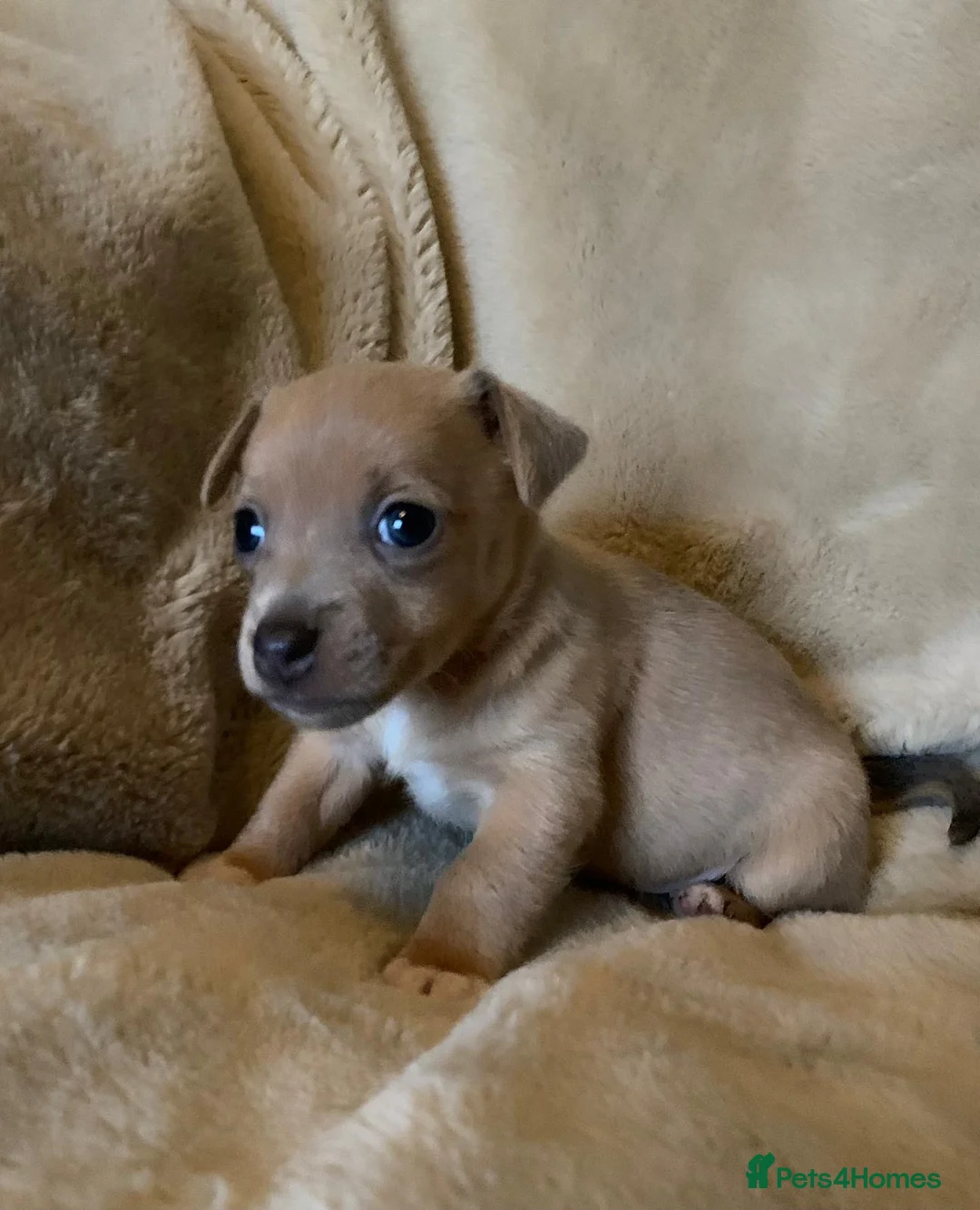 Jack Russell dogs for sale: Exceptional unusual coloured mini JR puppies - Advert 26