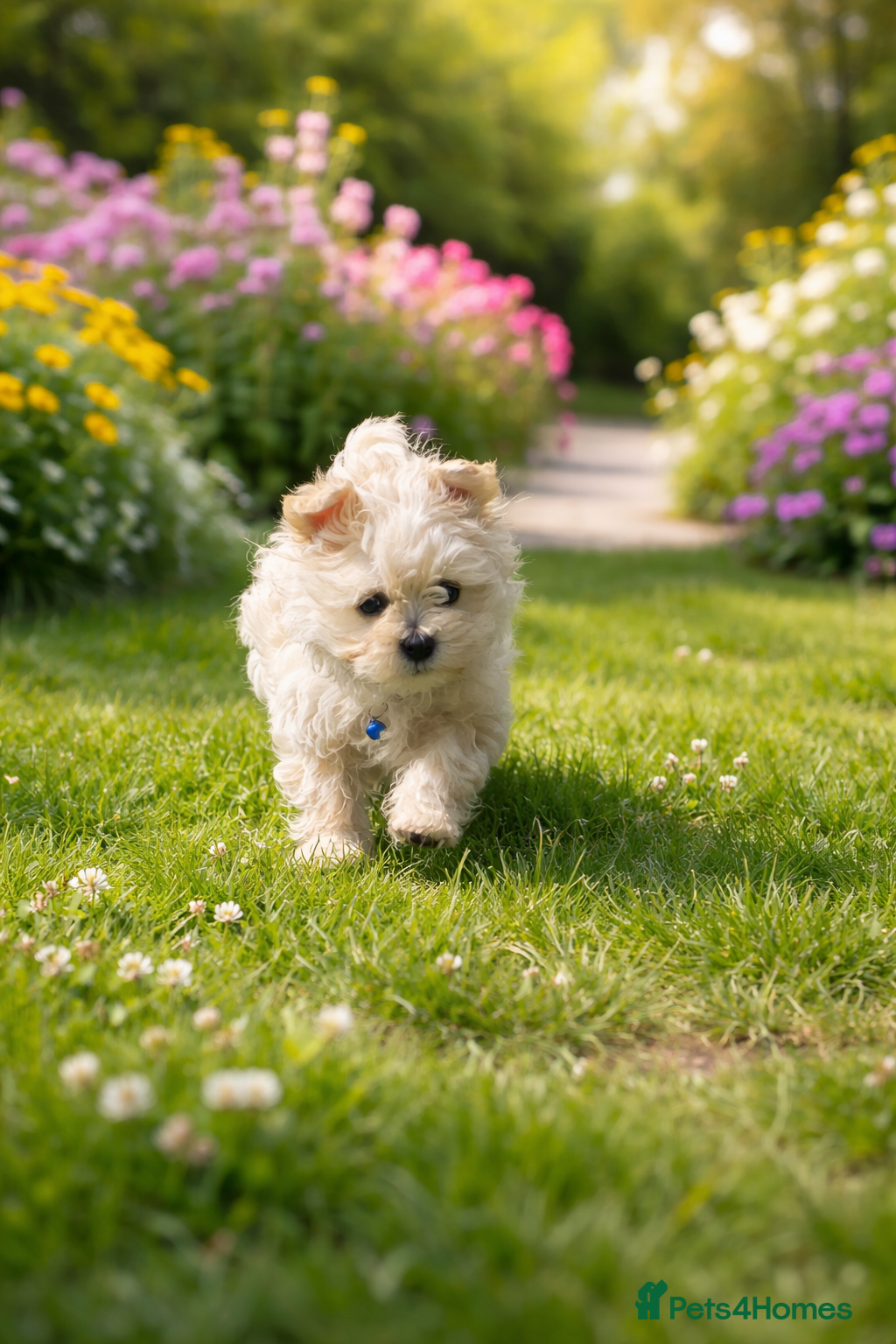 Maltipoo dogs  Extra small Korean Toy Maltipoo baby's  - Advert 7