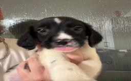 Springador dogs for sale: 9 Beautiful Springador Puppies - Image 4