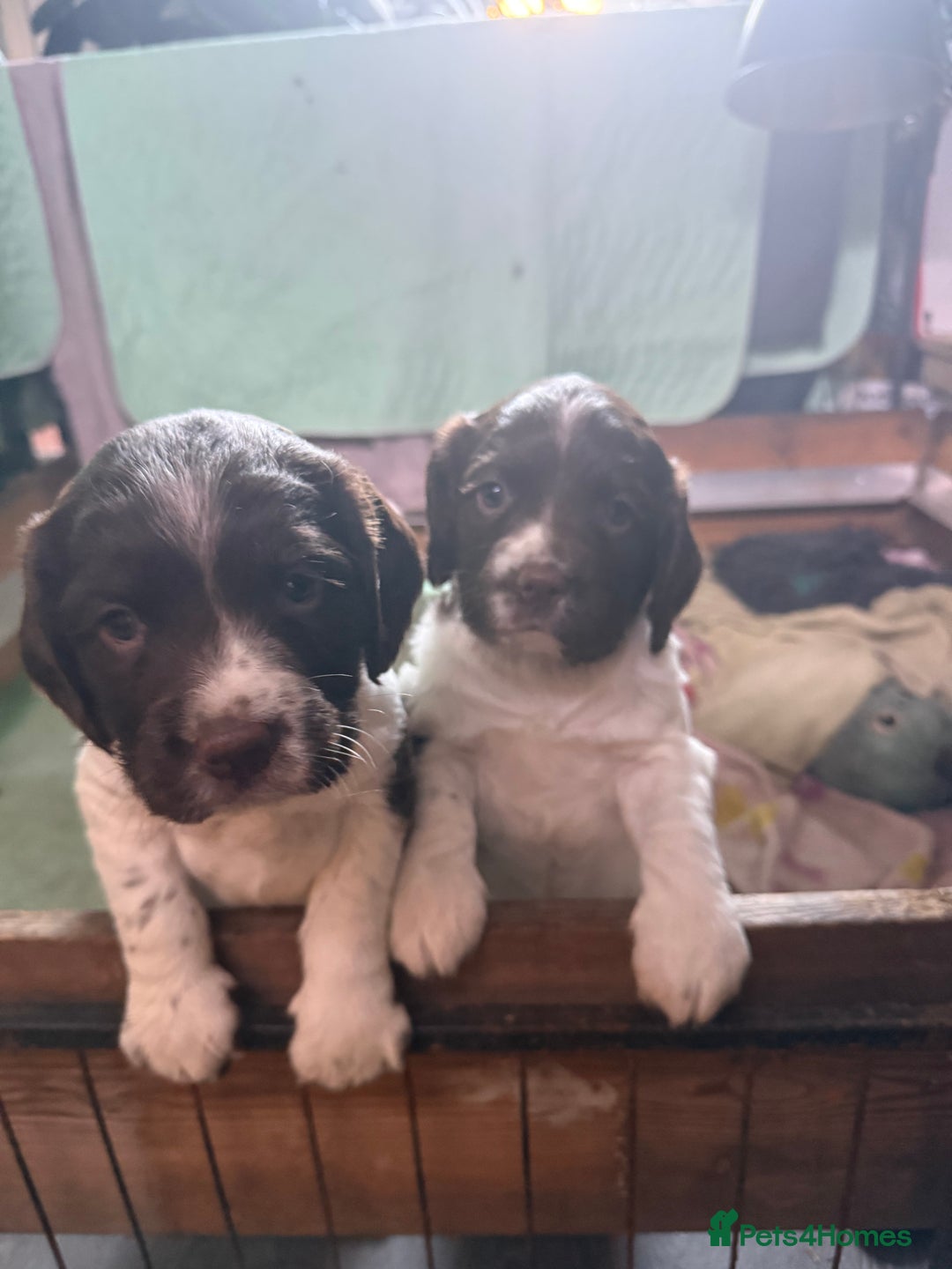 English Springer Spaniel dogs for sale: English Springer Spaniel Puppies - Advert 20