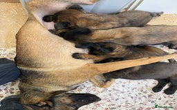 Belgian Shepherd Dog dogs for sale: Belgian malinois - Image 2